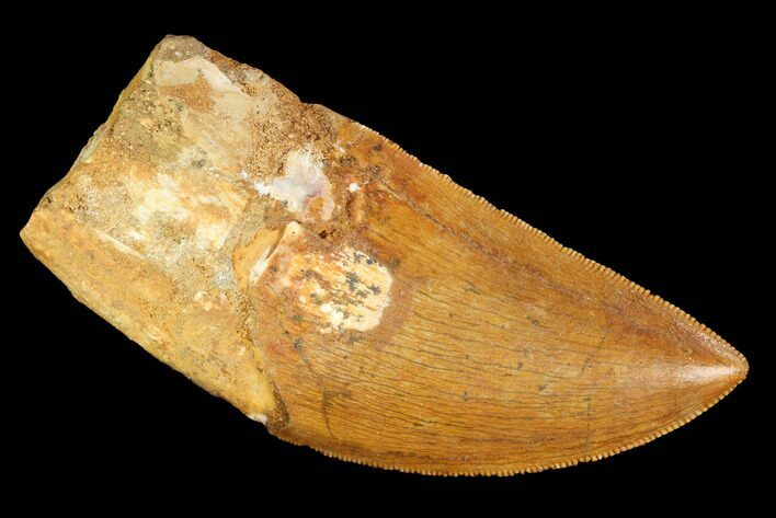 Carcharodontosaurus Tooth - Excellent Serrations! #99805
